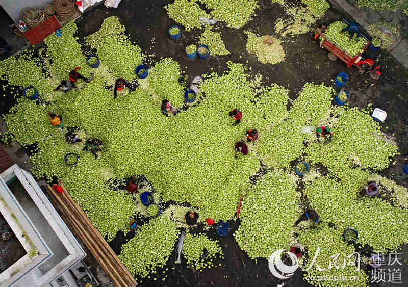 տ^ȥƤ־SӔz