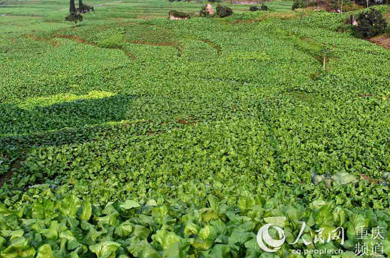 Ƭ^켾L־ S z