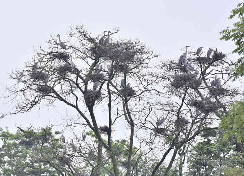 һØϗϢ˔ʮֻQSӔz