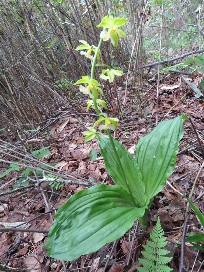 ؑclFֲNϪrmؑcꎗlXҼȻo^ֹD