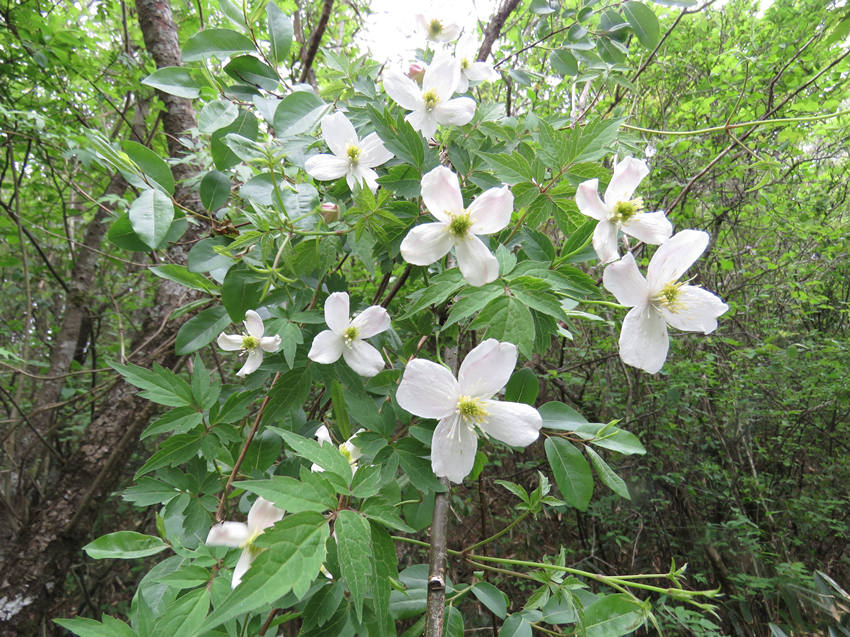 ؑclFֲNϪFɏHϪзֲؑcꎗlXҼȻo^ֹD