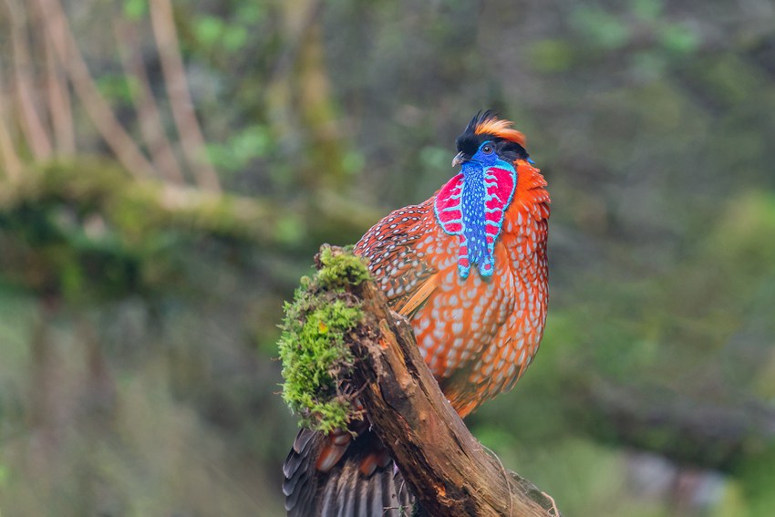 tؑcϴɽؑc֘IֹD