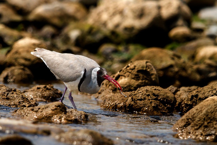 qؑcǿڿhؑc֘IֹD