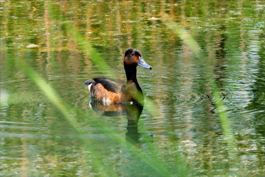 ^ؑc_ݝhSؑc֘IֹD