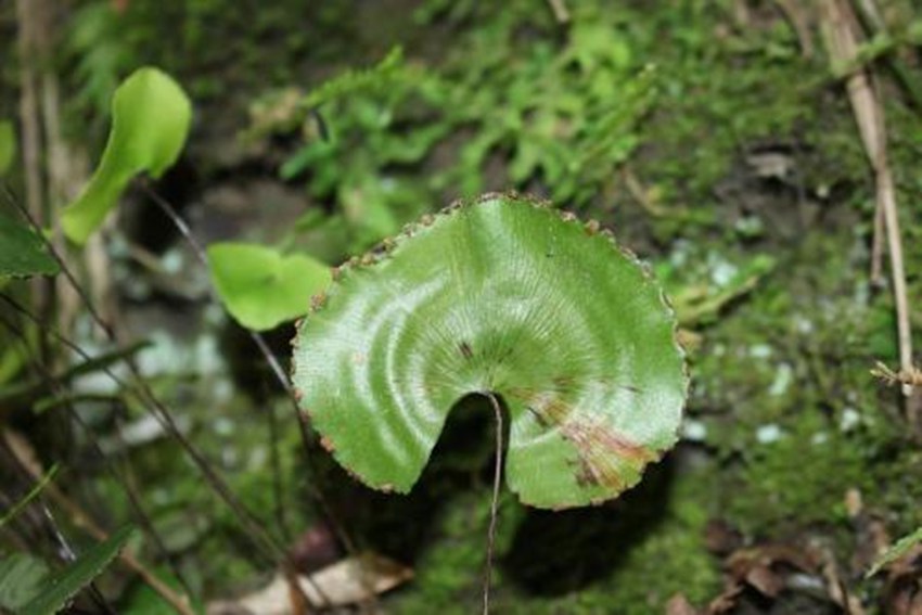 {^ОlΣֲ~Fާؑc֘IֹD