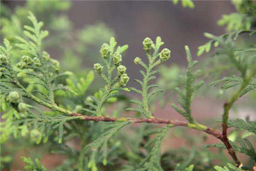 ȻoˣIUCNОќ^NЇֲ֮һ°ؑc֘IֹD