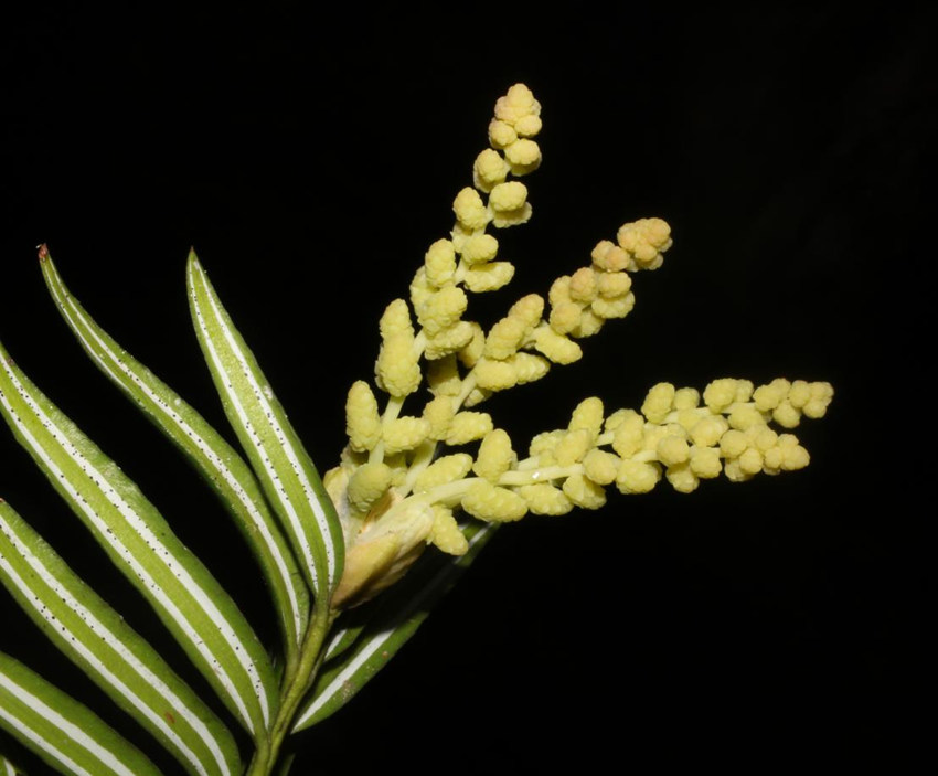 뻨ɼؑcꎗlXҼȻo^ֹD