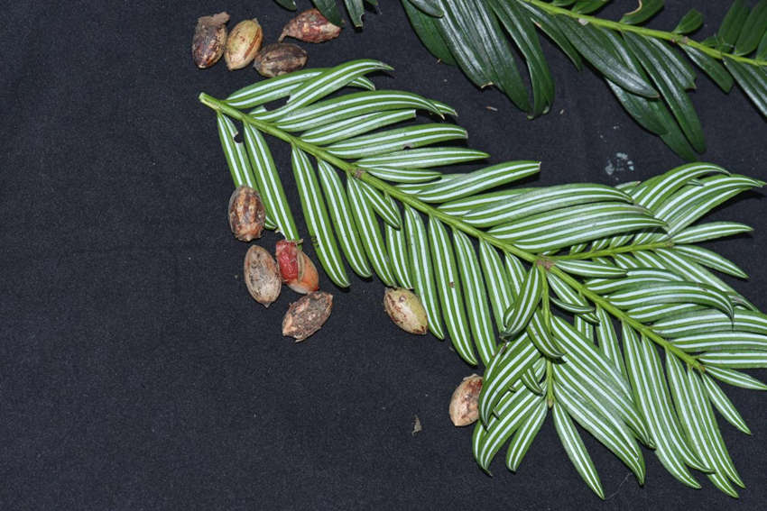 ؑcꎗlXlF1.6|ǰֲʯ뻨ɼؑcꎗlXҼȻo^ֹD