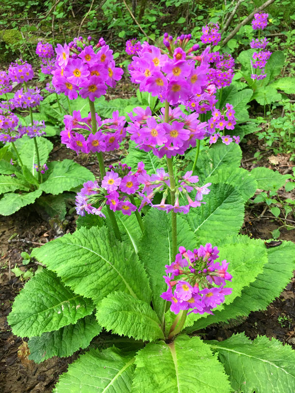 ؑcꎗlXҼȻo^lFĴ|_ư܊z