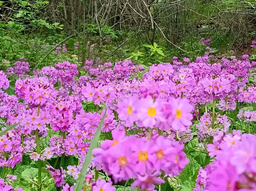 ؑcꎗlXҼȻo^lFĴ|_ư܊z