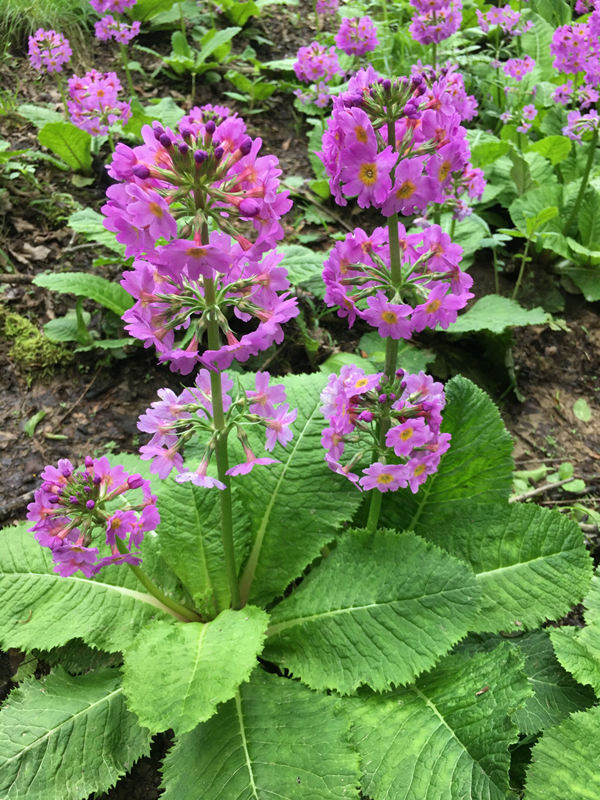 ؑcꎗlXҼȻo^lFĴ|_ư܊z