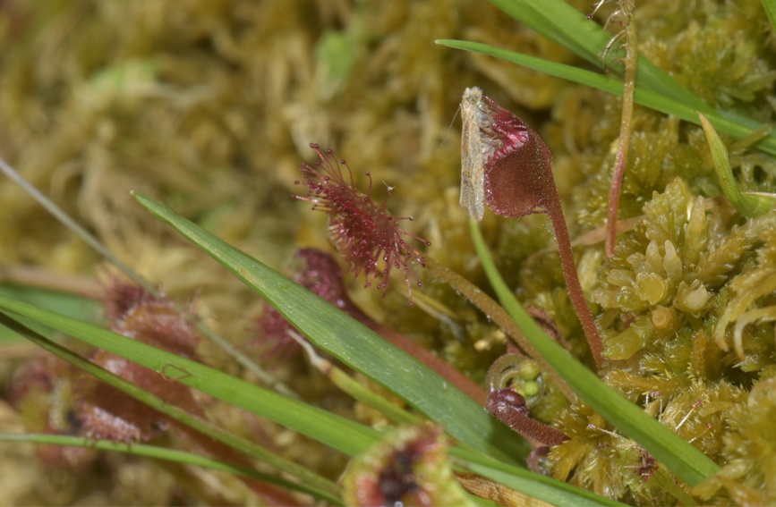 A~é˲ʳؑcҼȻo^̎D