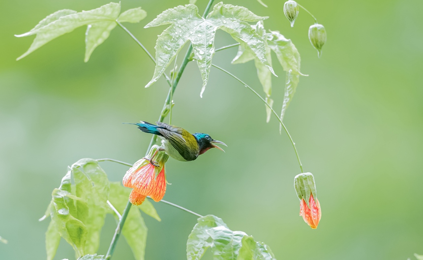 β̫Bؑcϴ^ɽ¾^g衱z