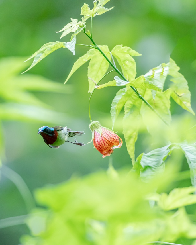 β̫Bؑcϴ^ɽ¾^g衱z