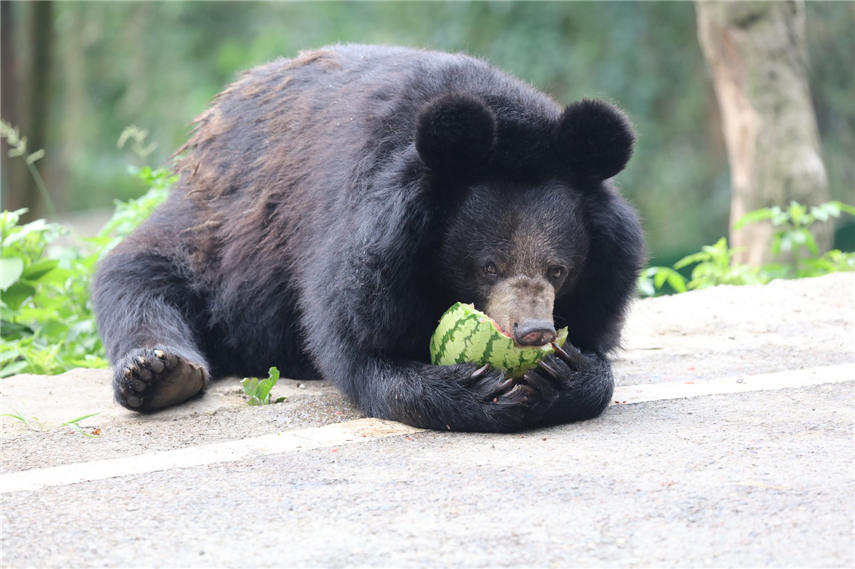 ܴڳԹBƤʣɽ z