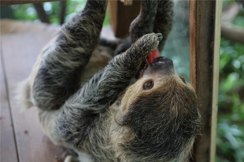 ڿ{҃߀ҪBTιɽ z