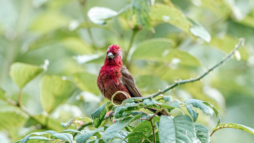 ؑcϴɽwľƼtȸz