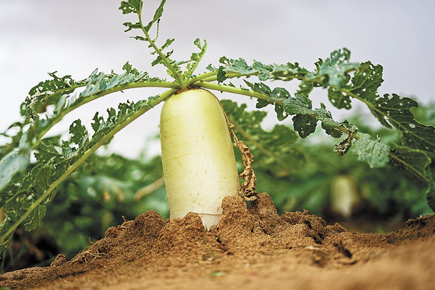 919ɹŞmɳĮɳĮԇл}ɳĮбŰl˳