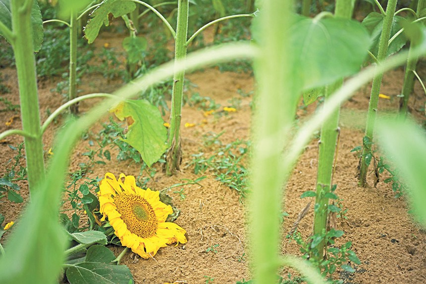 919ɹŞmɳĮɳĮԇлɳĮзNֲտo։