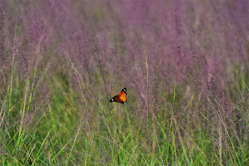 VꖍuBޏͅ^pӯVķ˝Mһ@ͮz