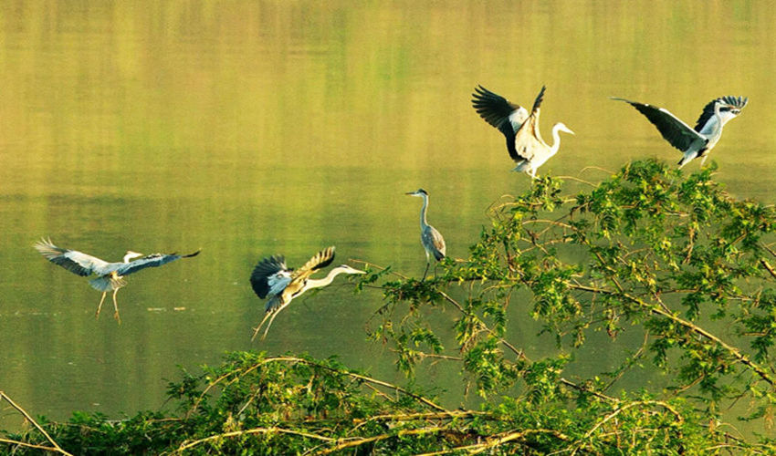 ԣnVꖍuGɫlչ˾D