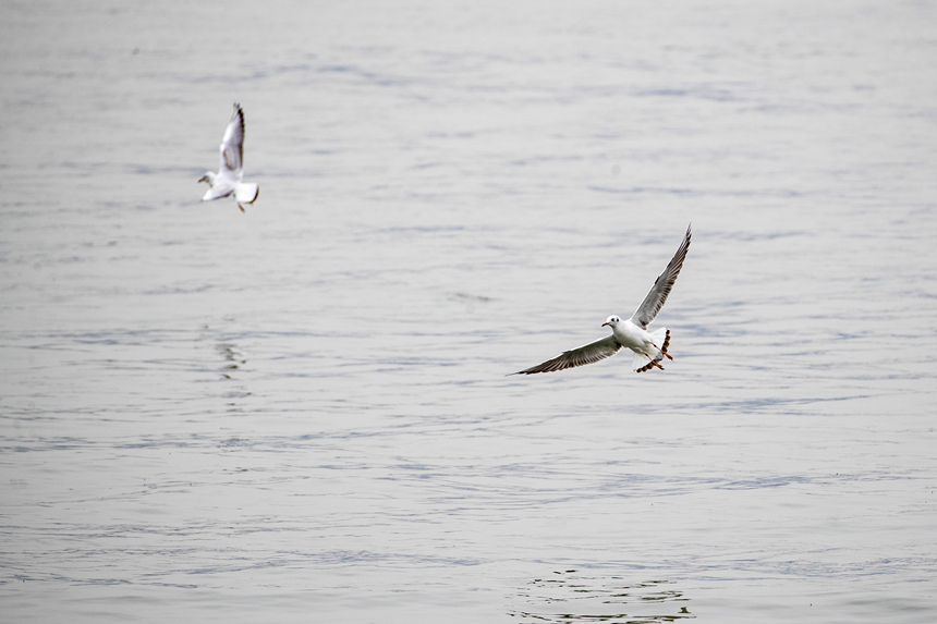 ؑcTɽR̎ӭttgz