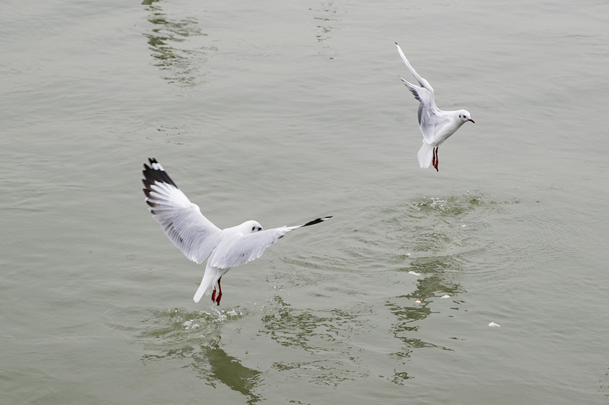 ؑcTɽR̎ӭttgz