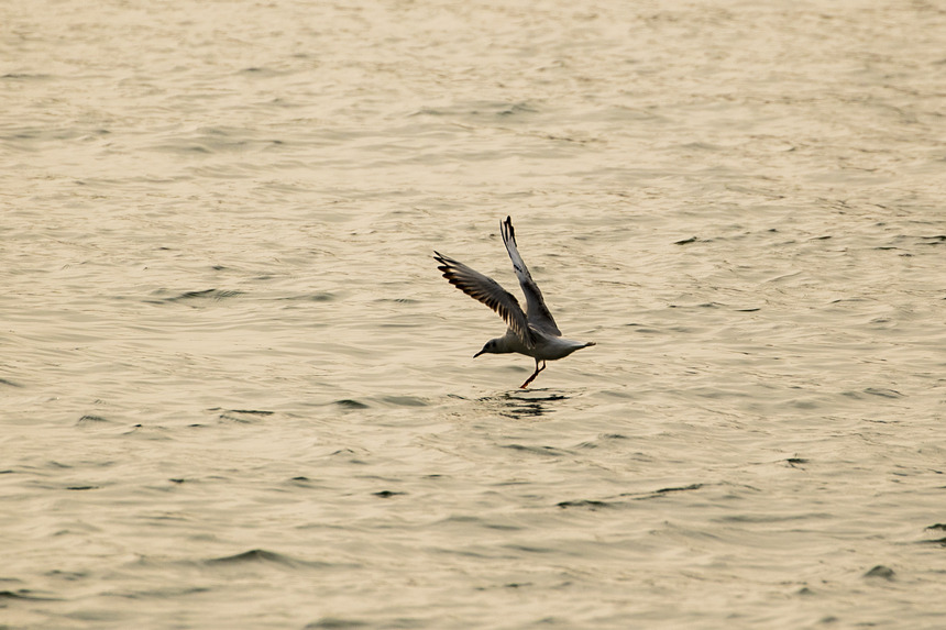 ؑcTɽR̎ӭttgz