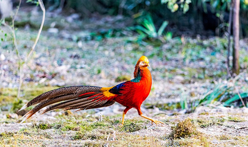 tBڽɽȻo^eͥŲz