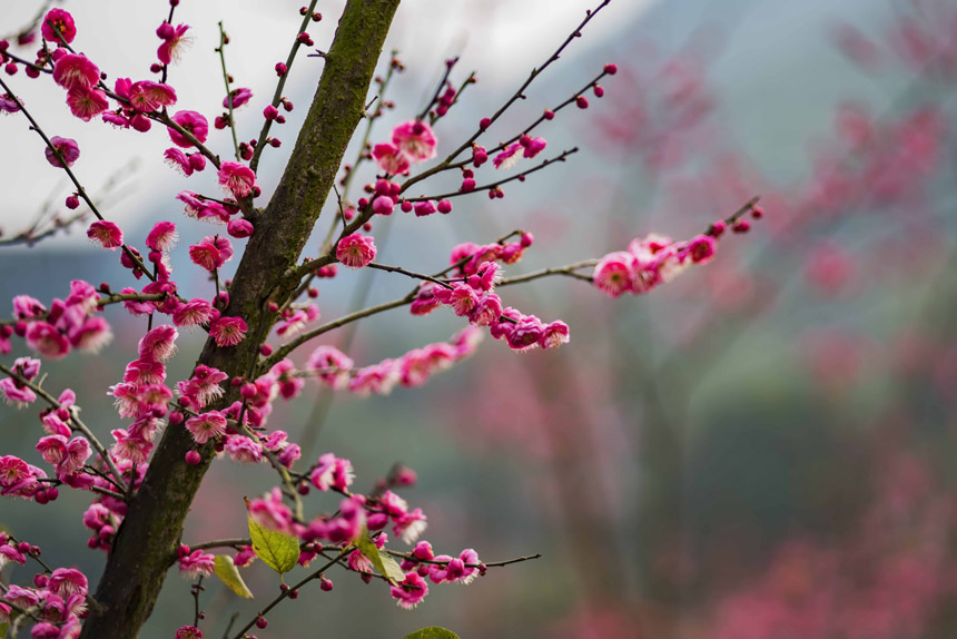 ֮ʹߡt÷Ȼ鶬һĨtCҲ˴ϢSMz