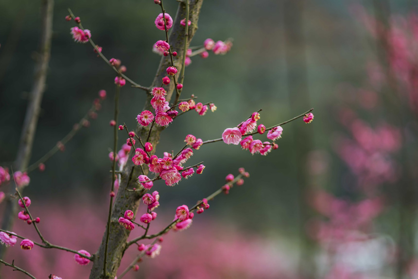 ֮ʹߡt÷Ȼ鶬һĨtCSMz