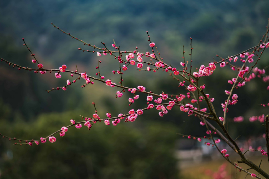 t÷`ooጷųƢķSMz