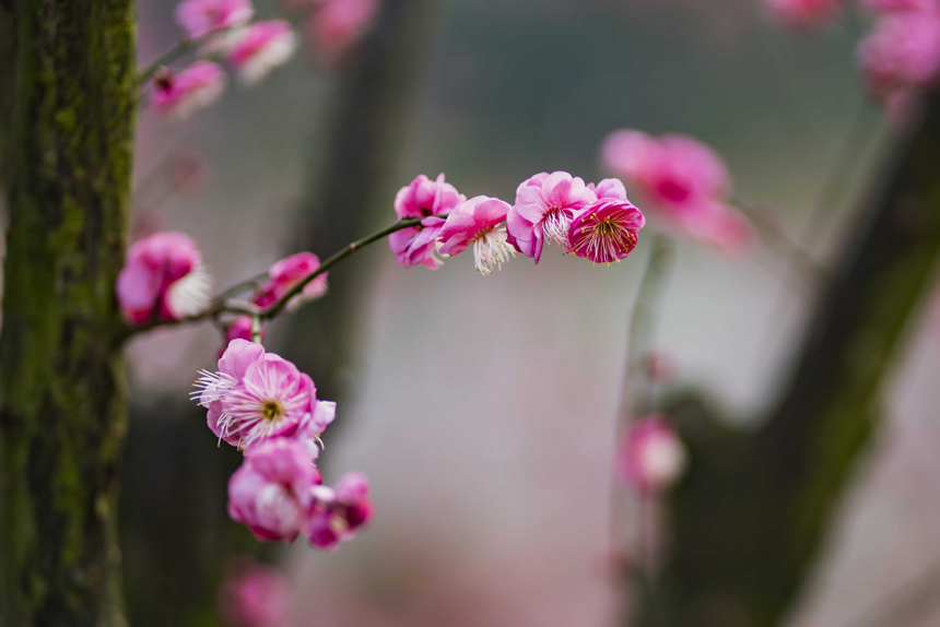 t÷`ooጷųƢķSMz