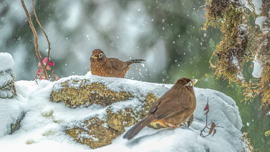 ؑcϴ^ɽƺ悏RδĔz_üz