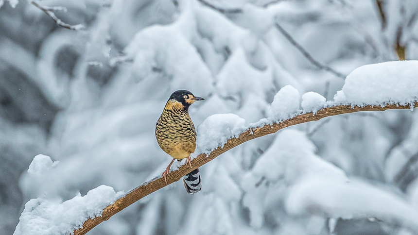 ؑcϴ^ɽƺ悏RδĔzۼyz