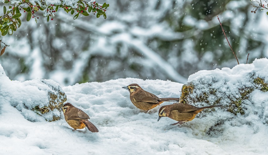 ؑcϴ^ɽƺ悏RδĔzİaz