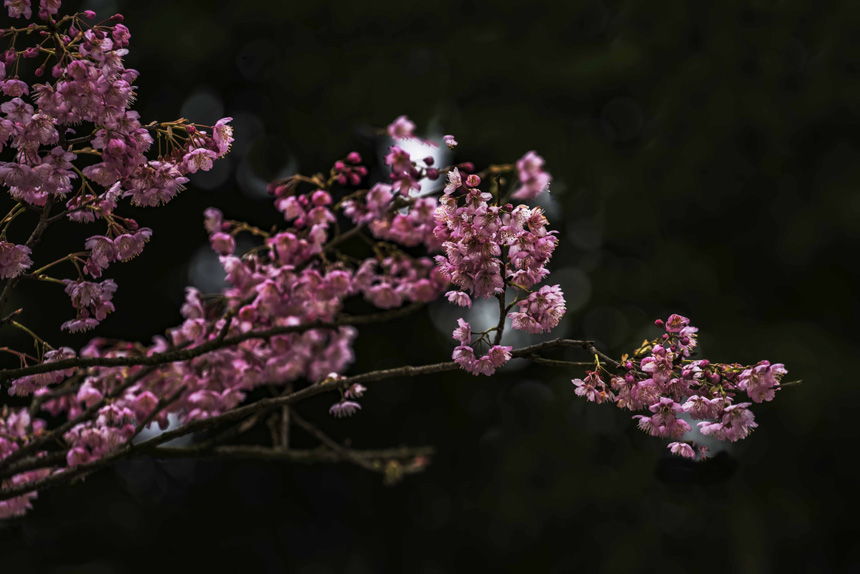 紺ɽֲ@ѻڳůM`SMz