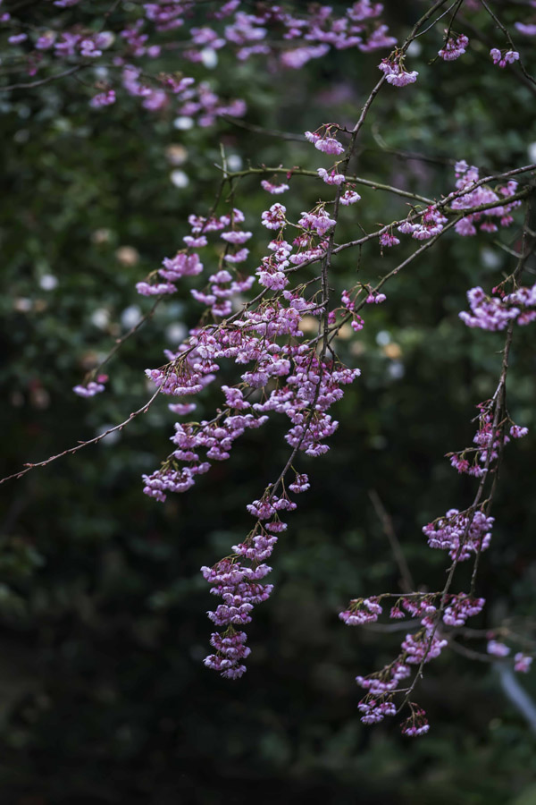 紺ɽֲ@ѻڳůM`SMz