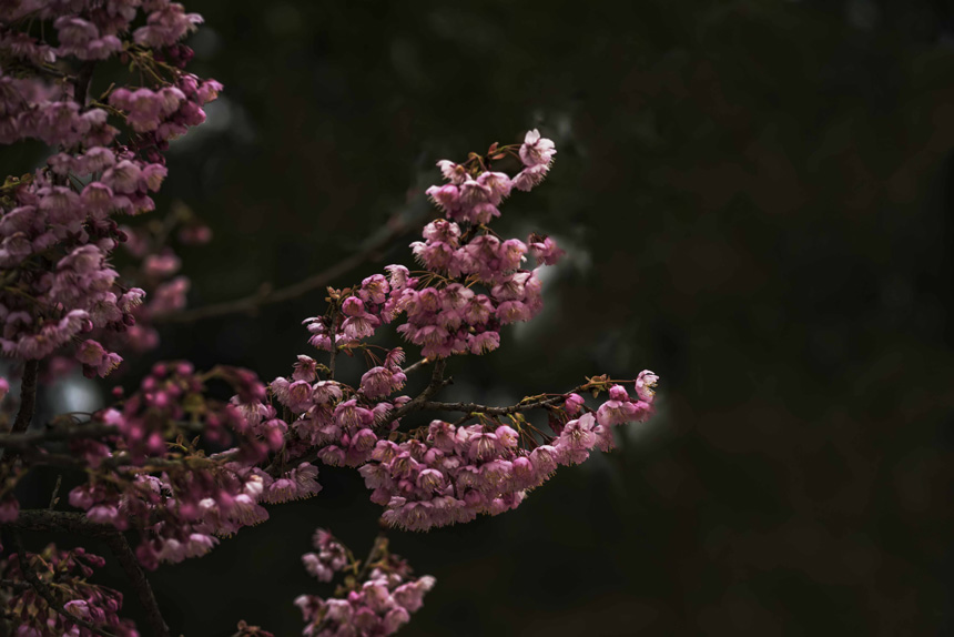 紺ɽֲ@ѻڳůM`SMz