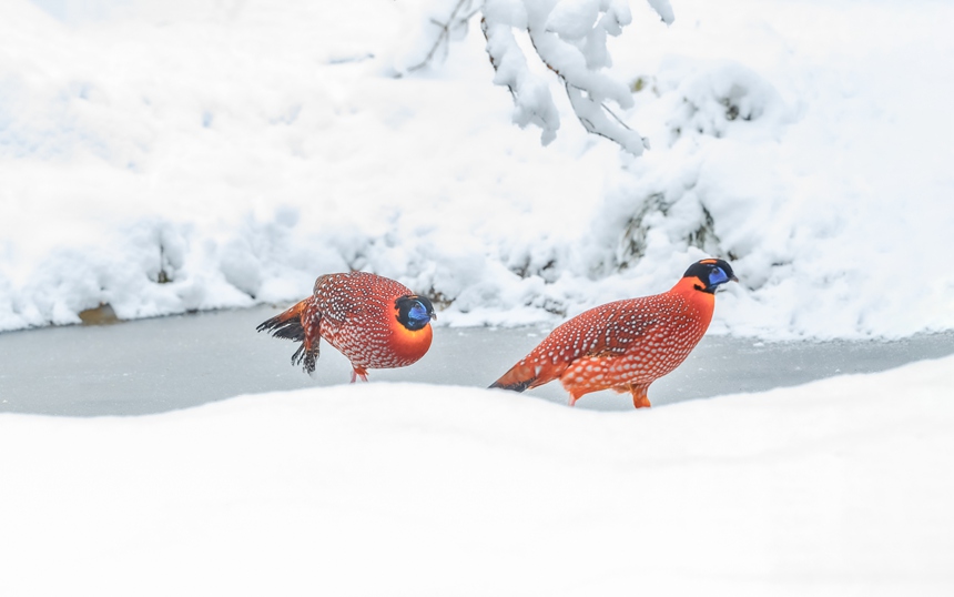 tBؑcϴ^ɽȻo^ѩ̤ѩҒʳz