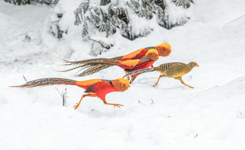 Bؑcϴ^ɽȻo^Ғʳz