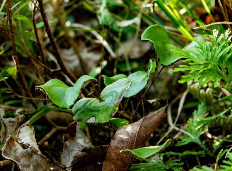 ؑclFϡlΣN·ֲN2325