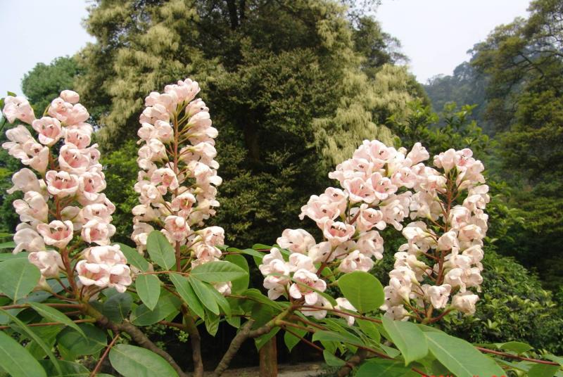 ؑclFϡlΣN·ֲN232