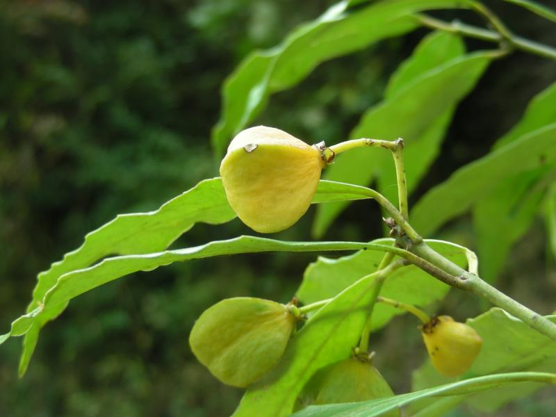 ؑclFϡlΣN·ֲN2323