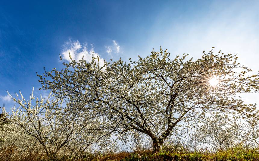 ؑcϴ^ɽԺǴɽ`ŵz