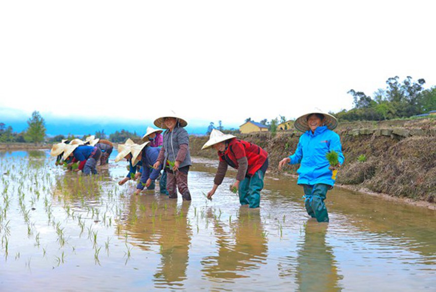 村民們在展示手工插秧。熊偉攝