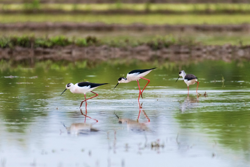 һȺڳL_ؑcƽ^ķˮˮϢȑєz