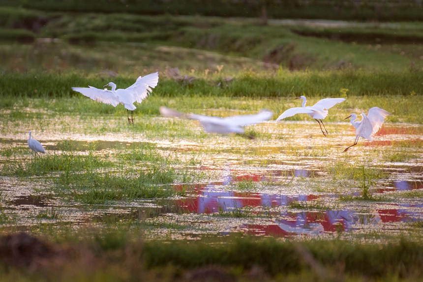 ؑcƽ^fʯ^ڝґȑєz