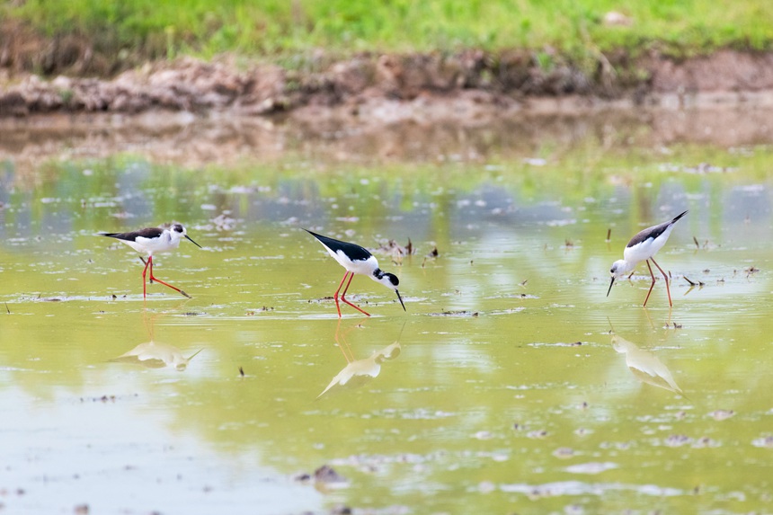 ؑcƽ^ķˮڳL_ɃˮҒʳȑєz