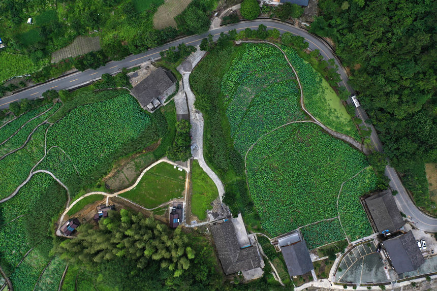 重慶市黔江區小南海鎮新建村土家十三寨荷田。楊敏攝